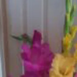 Ольга Григорьева: